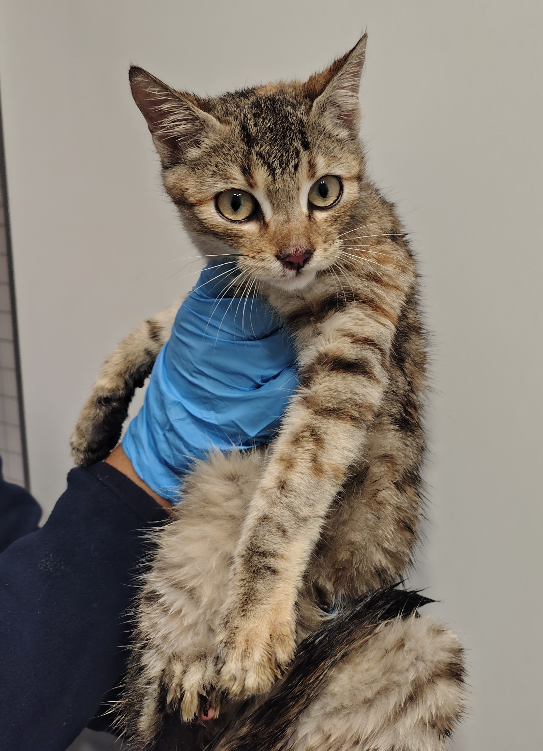 tena ( gato )
