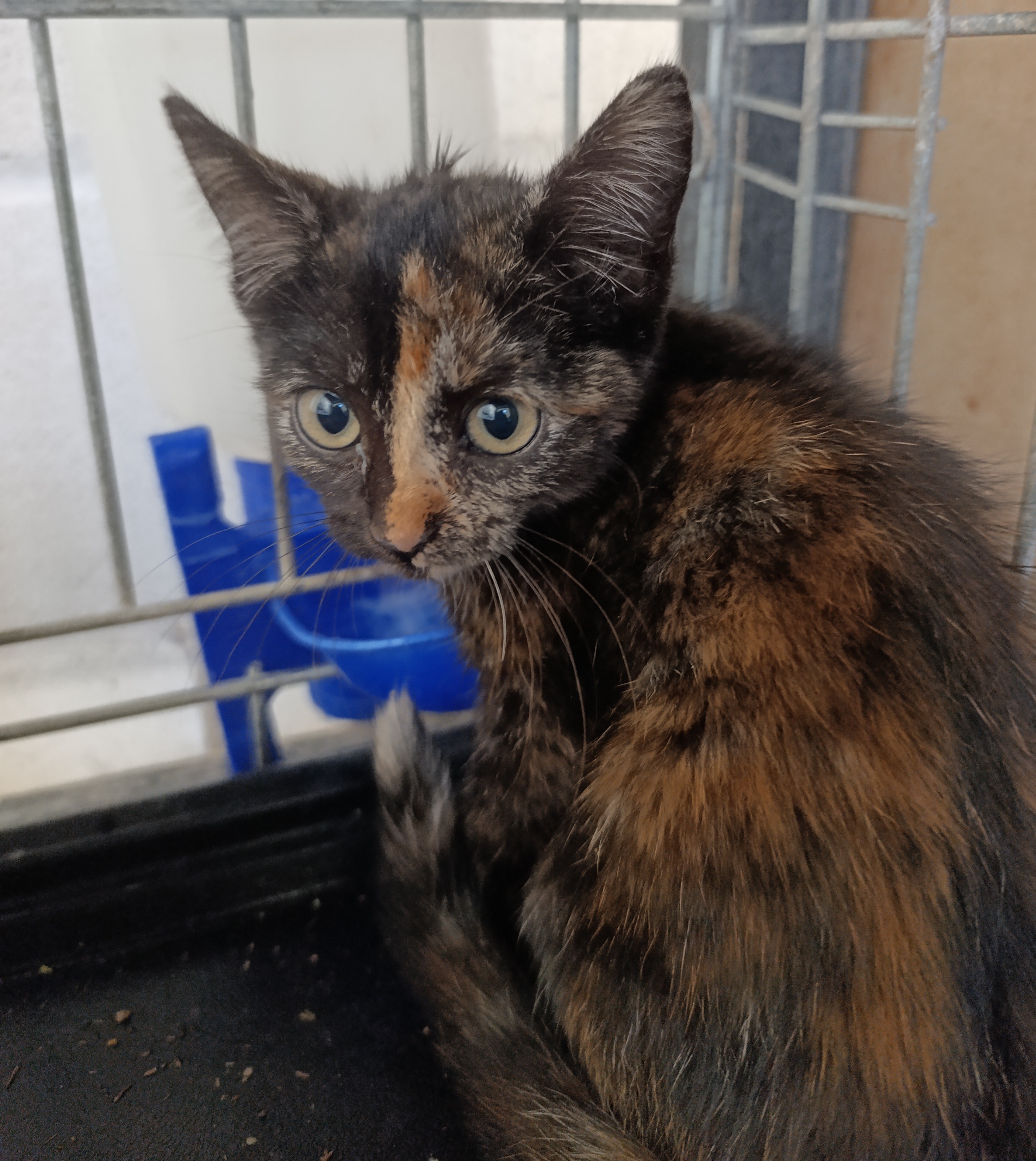 ARIEL ( gato )
