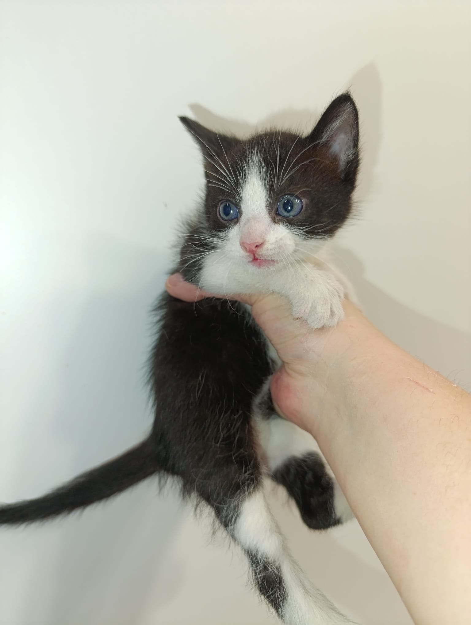 BENDER (gato )
