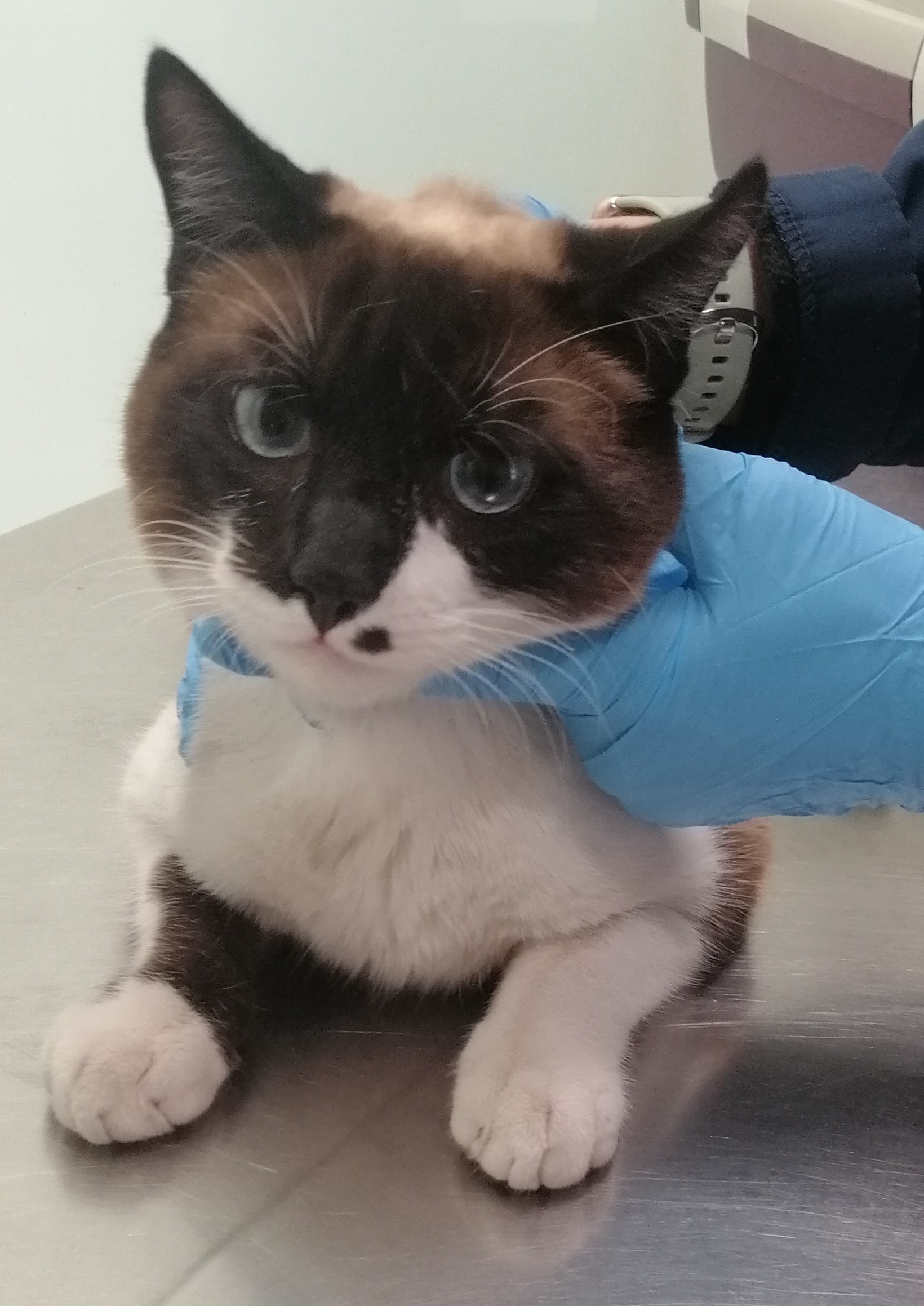 JAMES (gato)