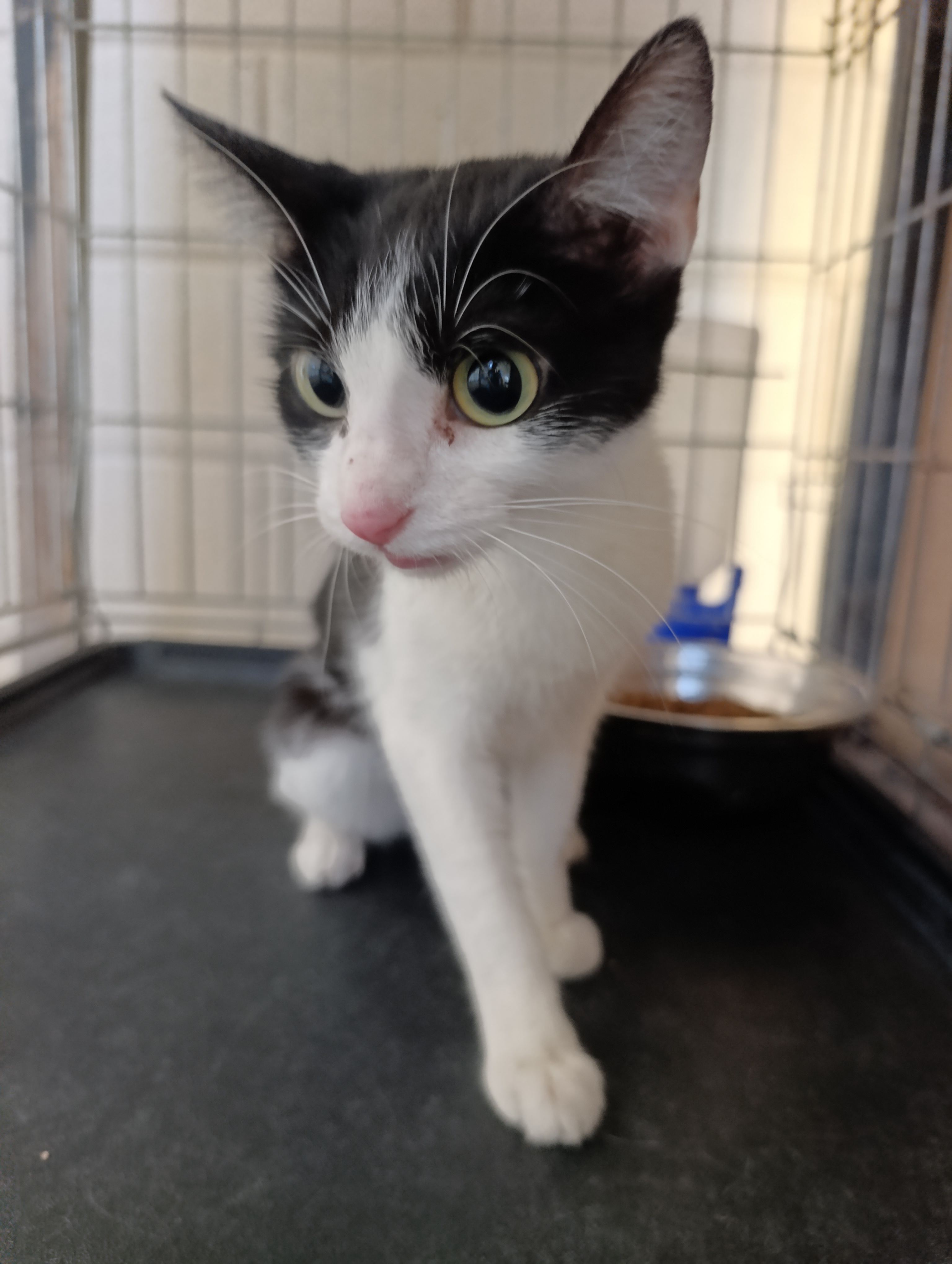 LANA (GATO )