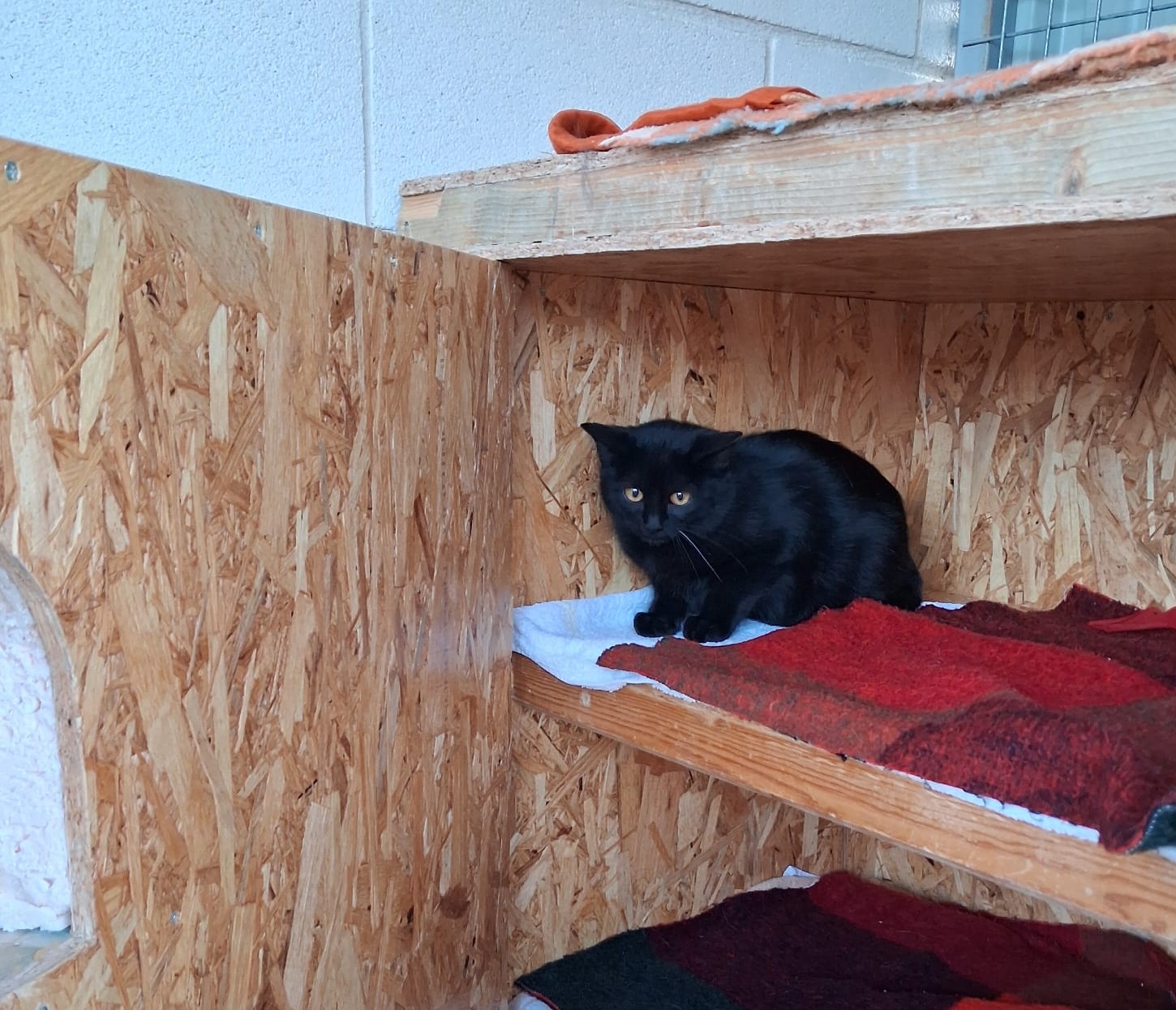 Pantera (gato)