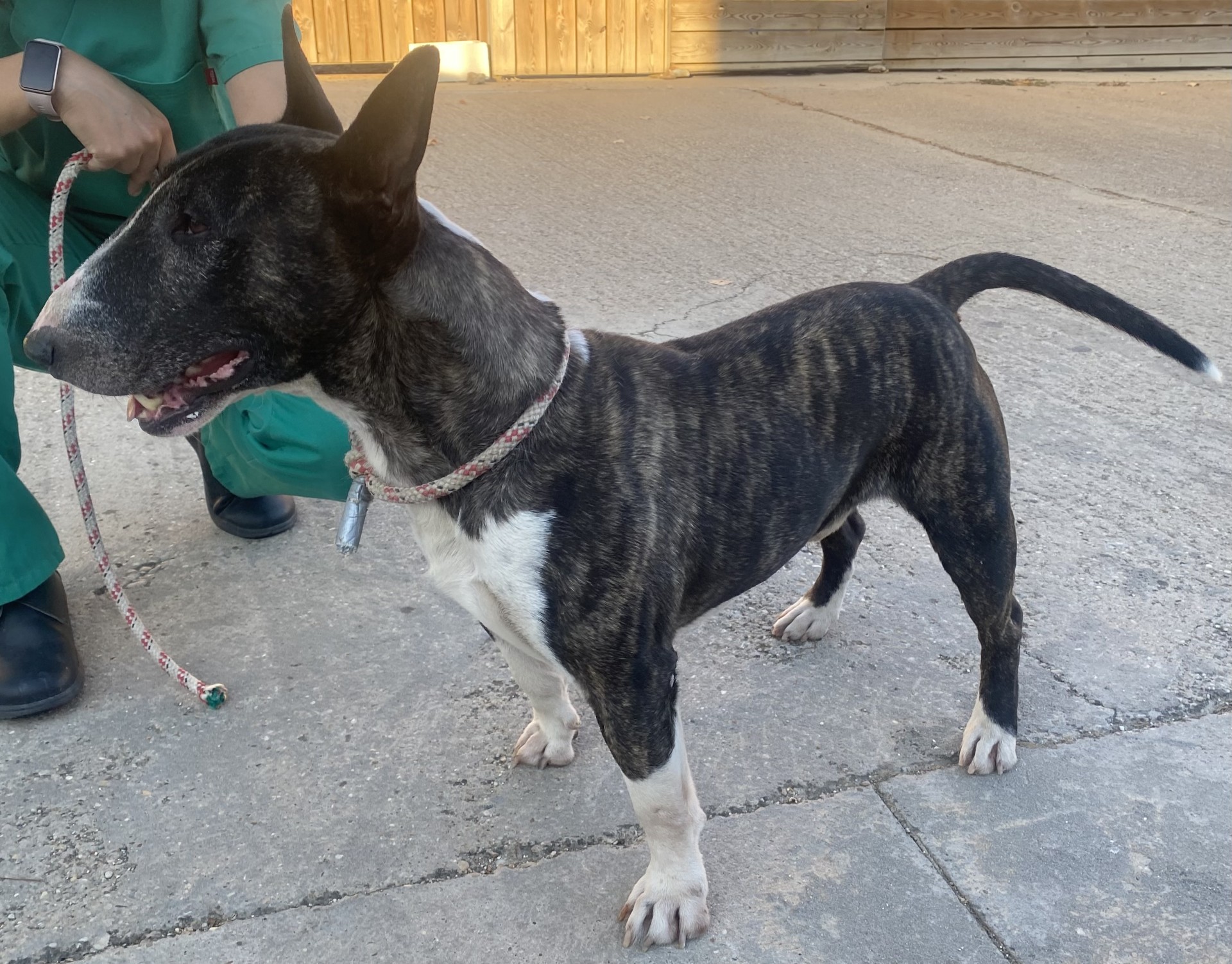 DRAKKO (bull terrier)