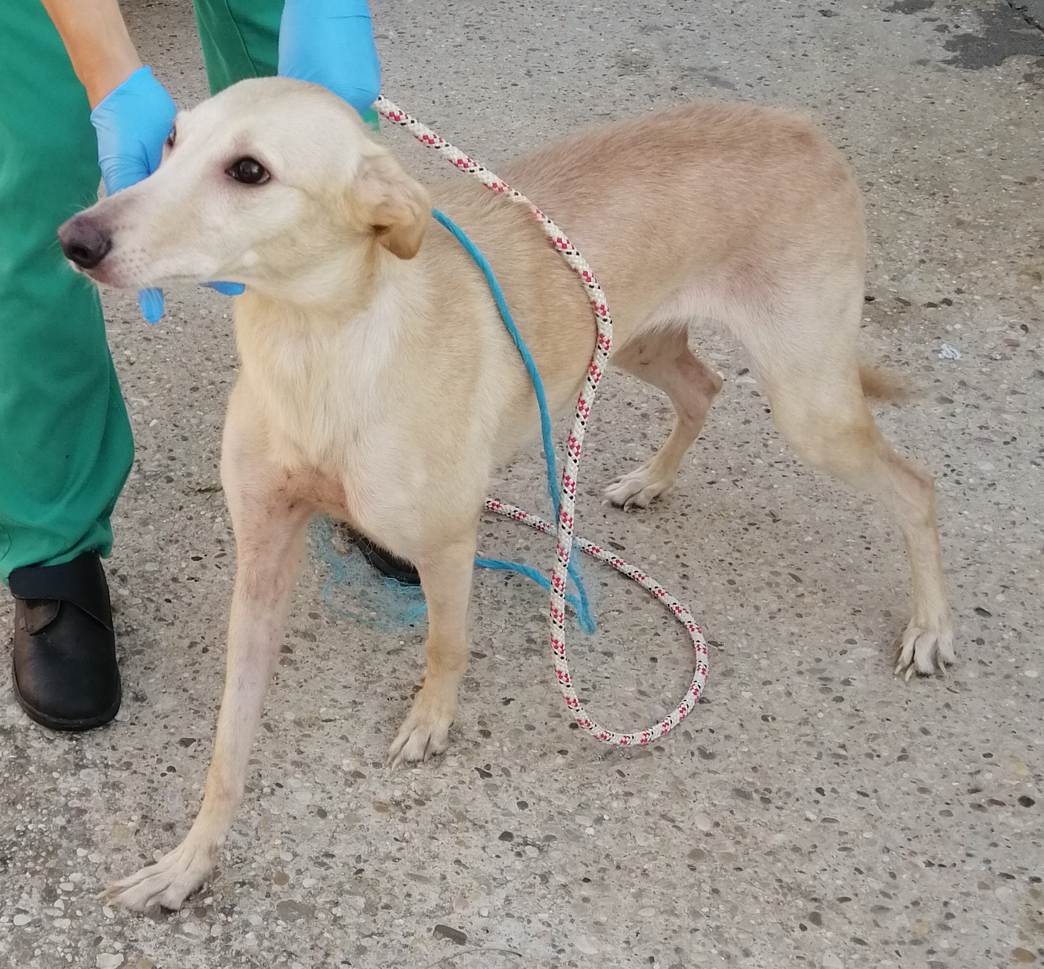 FUGA (galga)