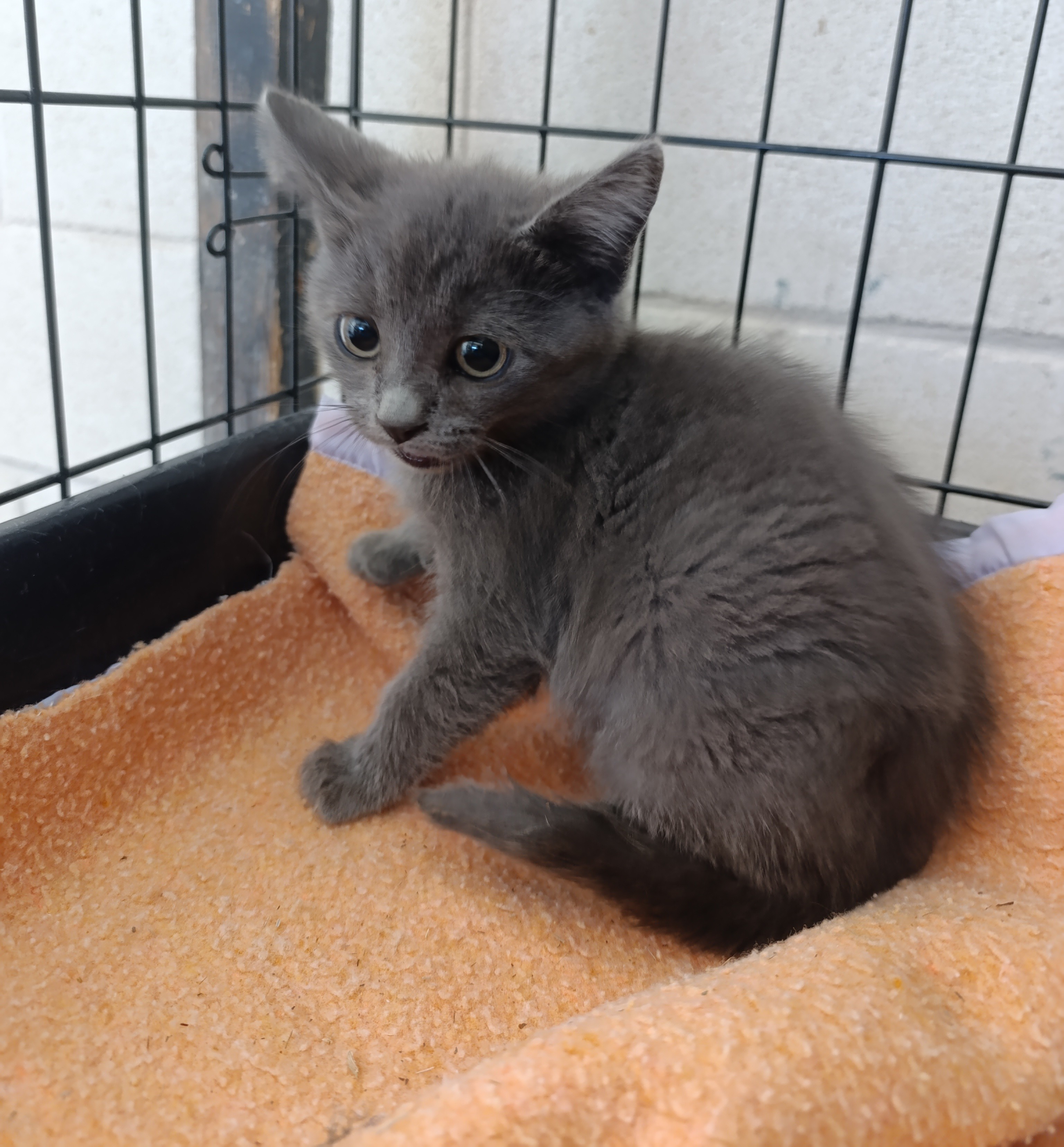 GRIMSBY ( gato )