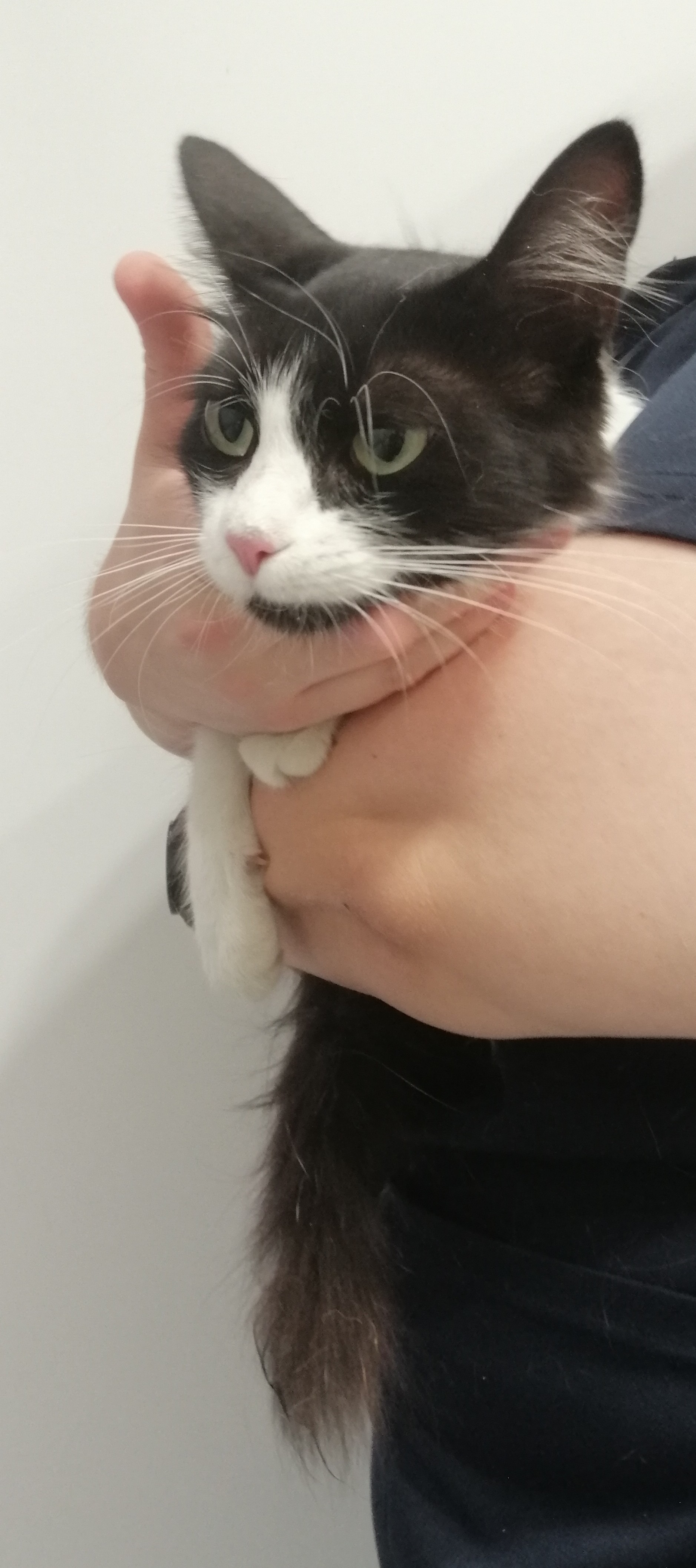 INA (gato)
