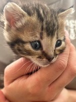 MOMO1 (gato)