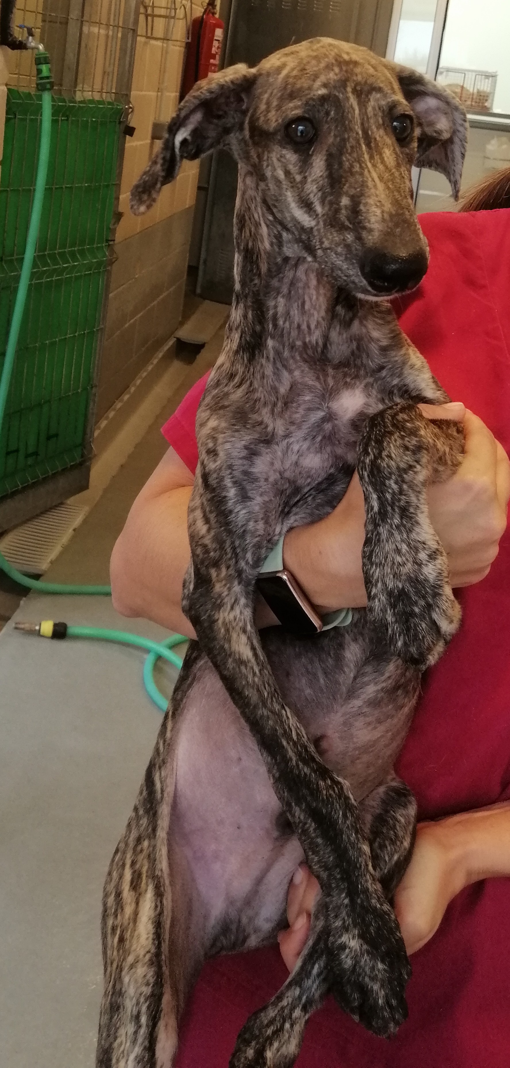 MONZÓN (galgo)