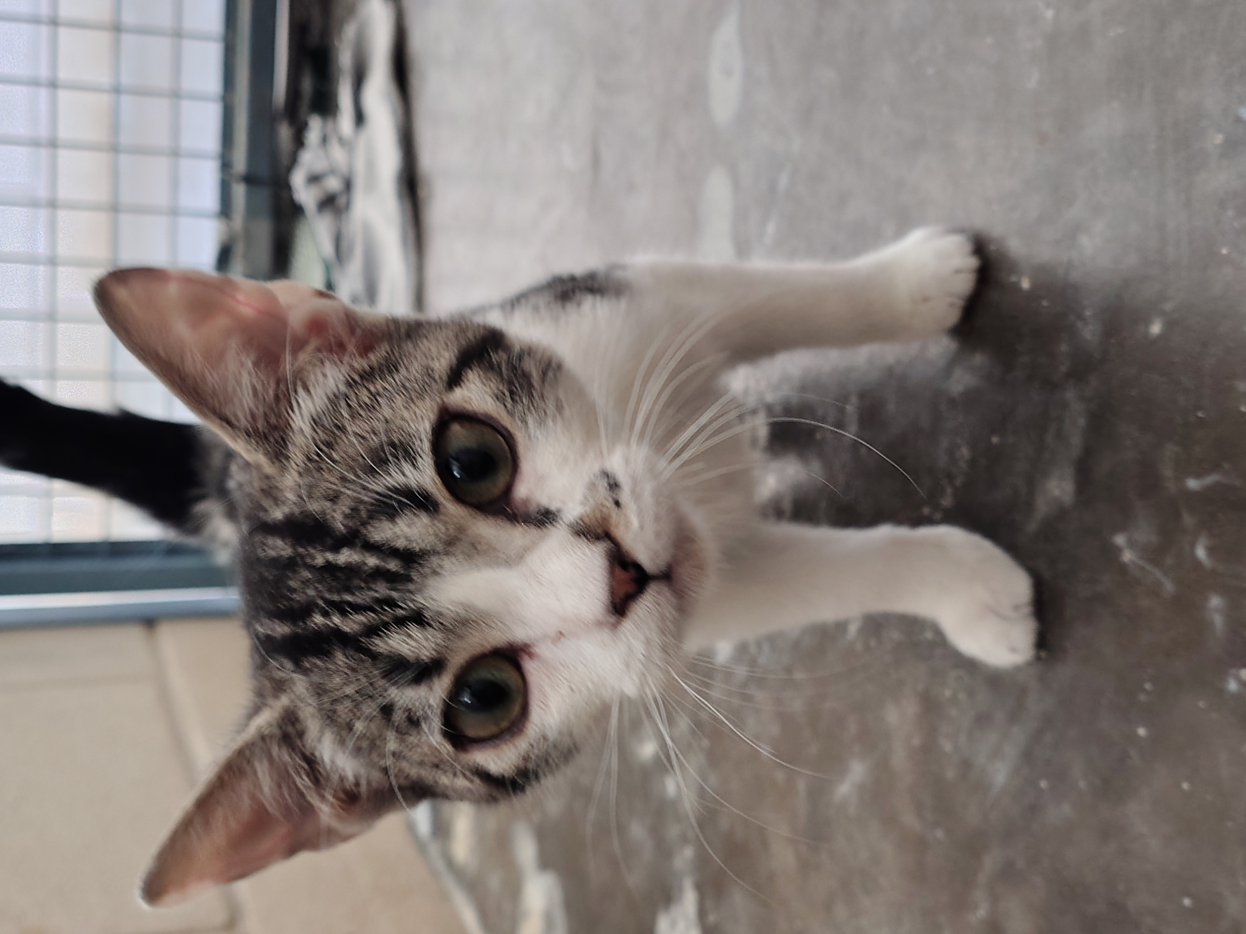 otto ( gato )