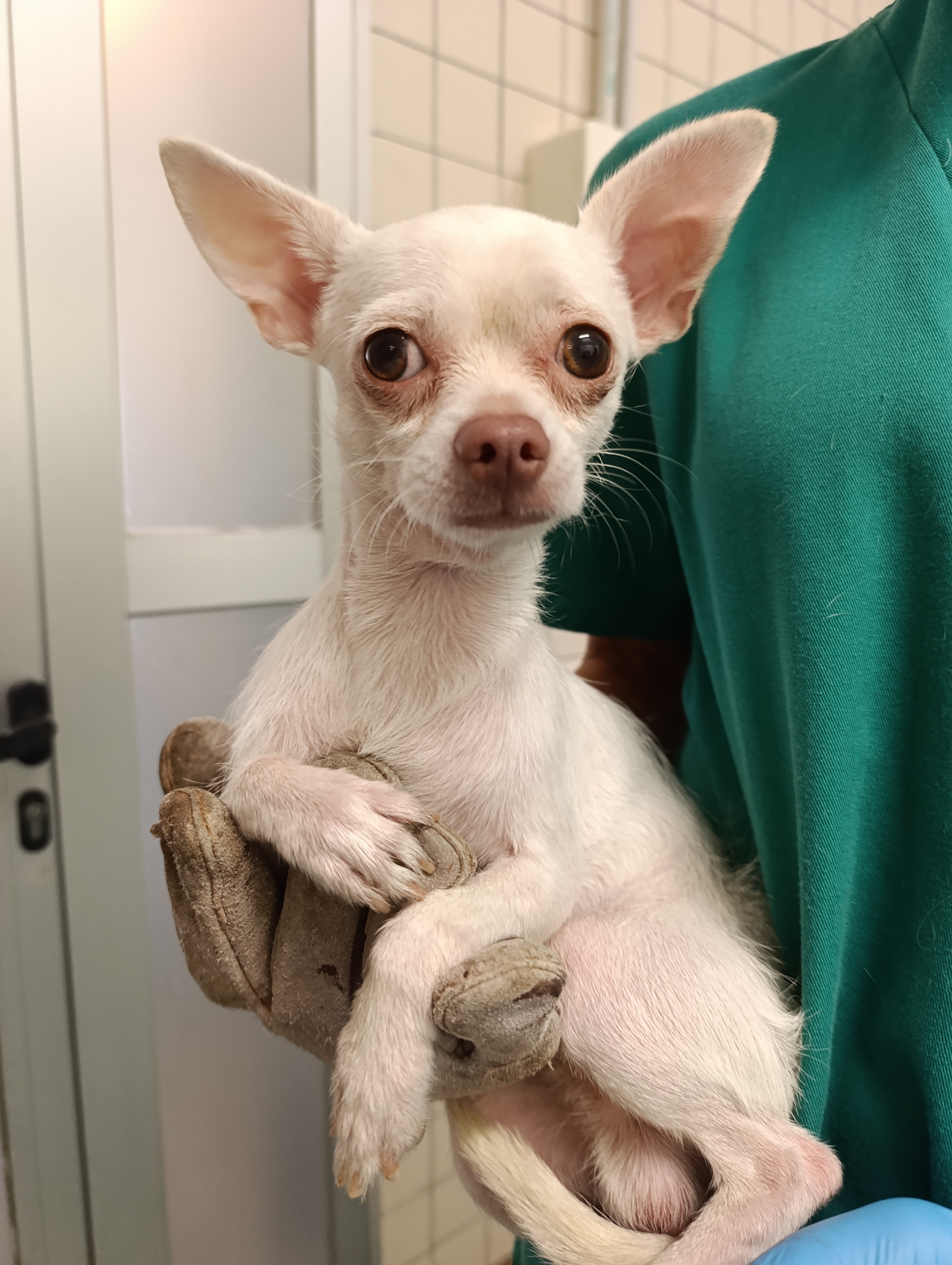 PAQUITO