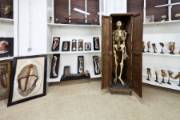 Museo Anatómico