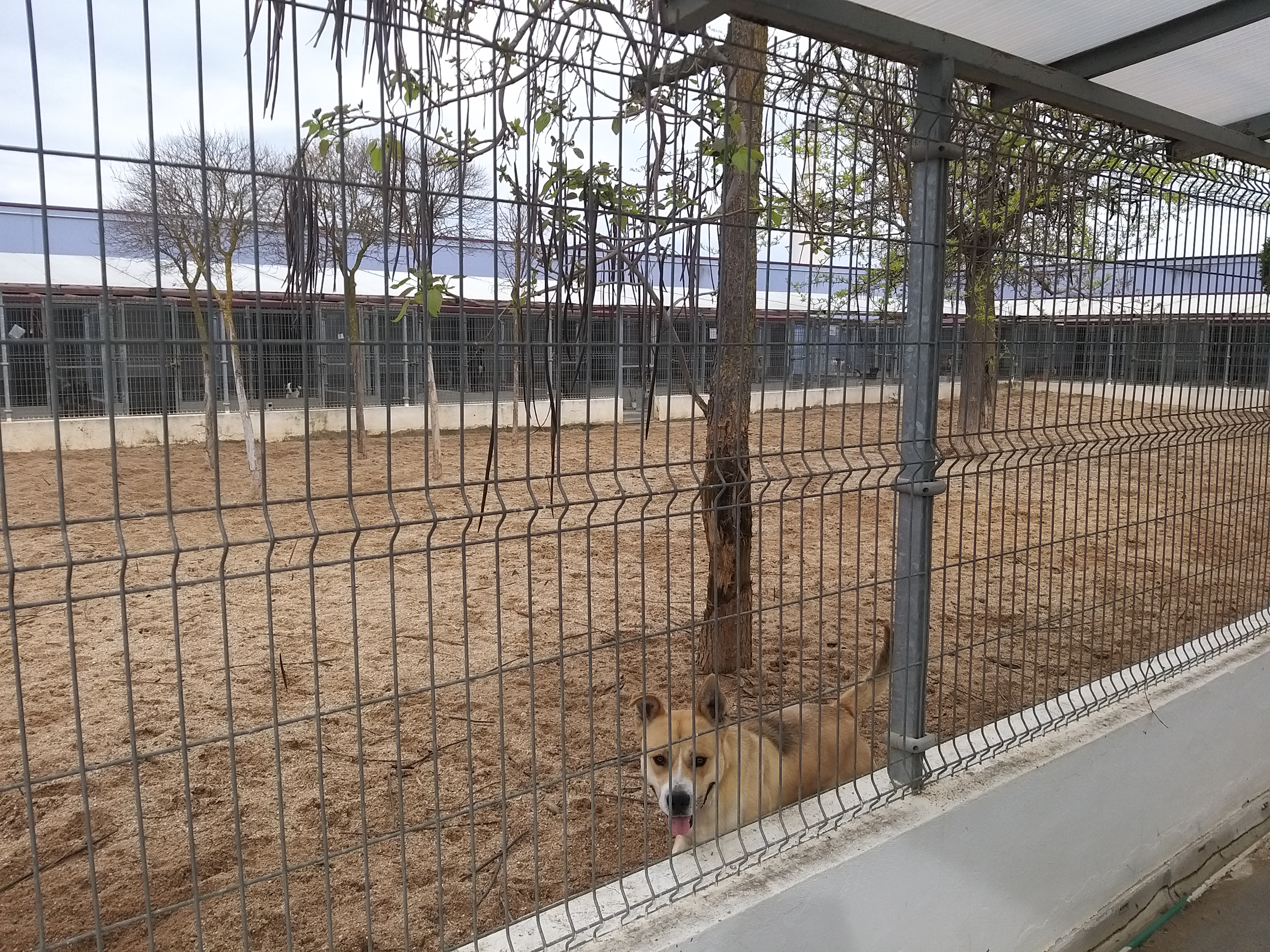 El Centro Municipal de Protección Animal continúa con la atención a los  usuarios y el cuidado de perros y gatos | Portal Web del Ayuntamiento de  Valladolid