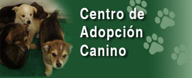 Cierto malla Destello Programa ADOPTA - Adopción de animales | Portal Web del Ayuntamiento de  Valladolid