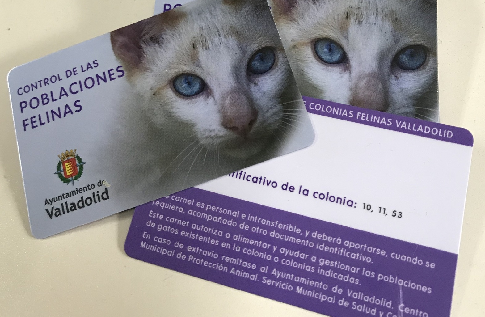 Acechar Sonrisa Modernizar El nuevo Carnet de Alimentador de Colonias Felinas de Valladolid está  disponible desde hoy | Portal Web del Ayuntamiento de Valladolid